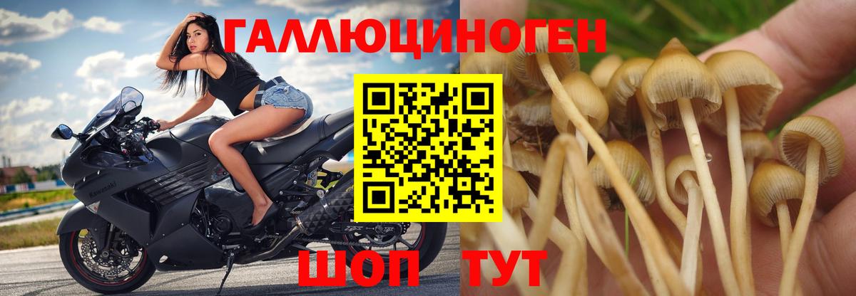 Псилоцибиновые грибы мицелий  Галлюциногенные грибы Psilocybe  Сердобск 